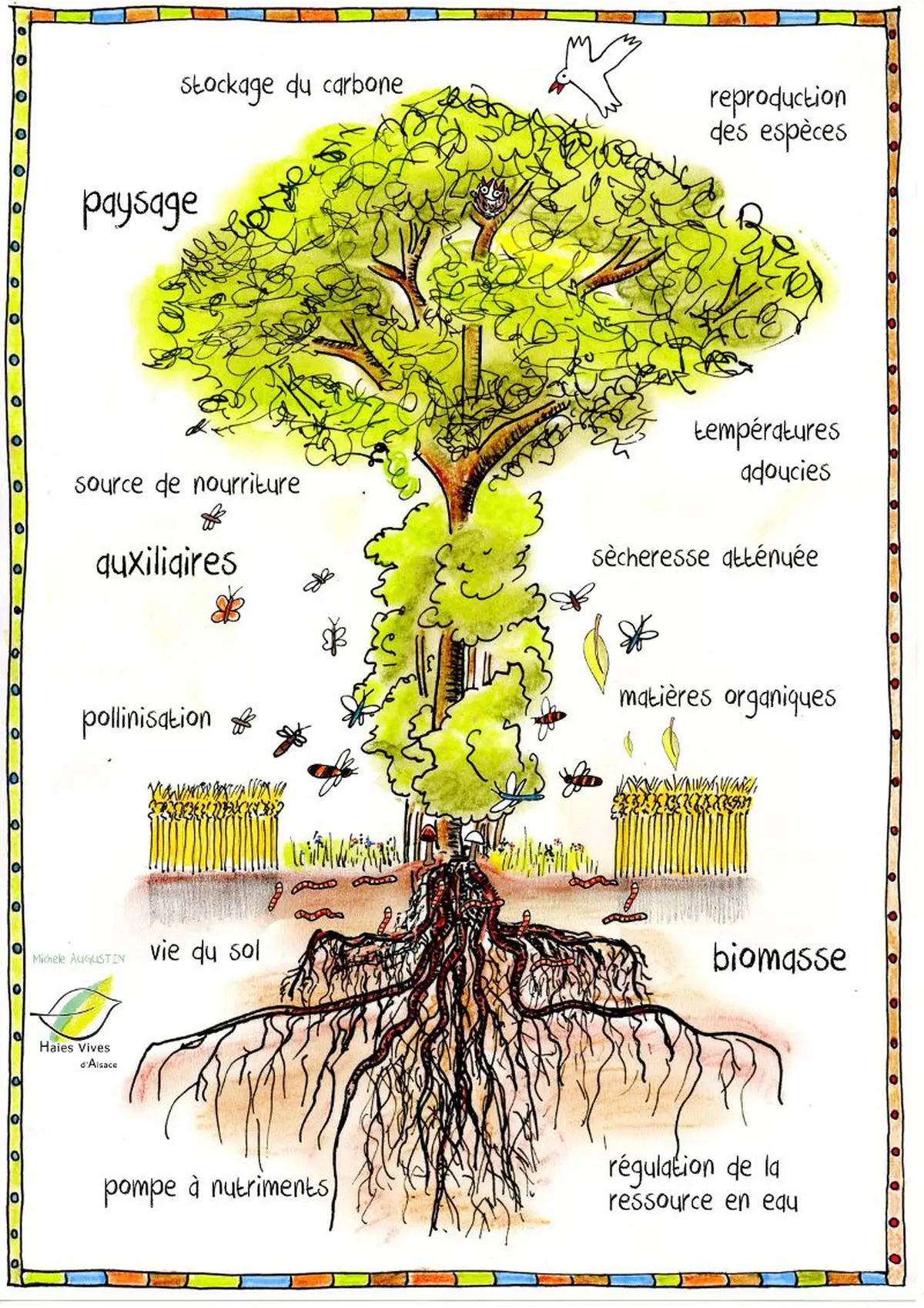 Les Haies vives d'Alsace, l'association qui fait revivre la biodiversité !