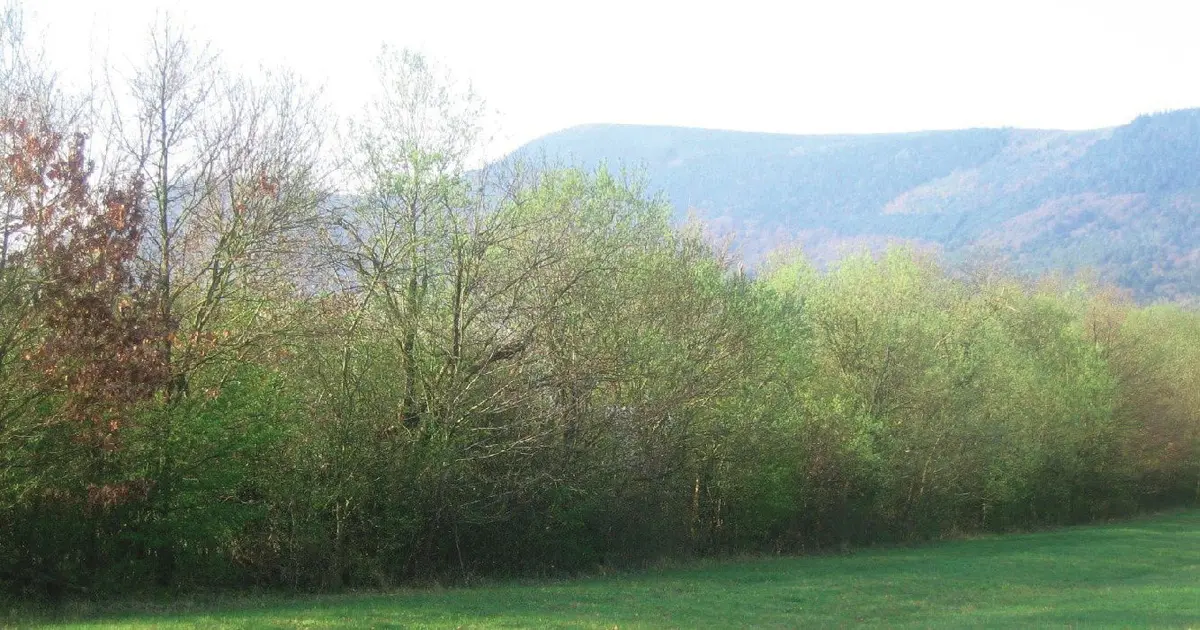 Les Haies vives d'Alsace, l'association qui fait revivre la biodiversité !