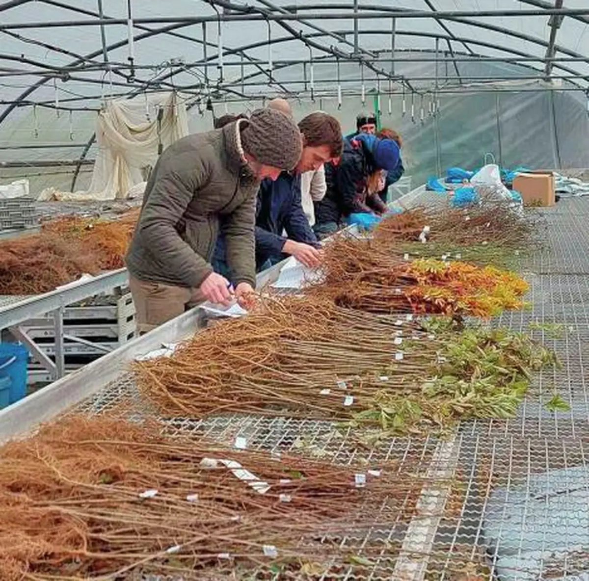 Les plants sélectionnés avec soin par les bénévoles
