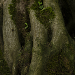 Les idées reçues autour des arbres