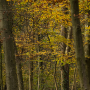 Les idées reçues autour des arbres