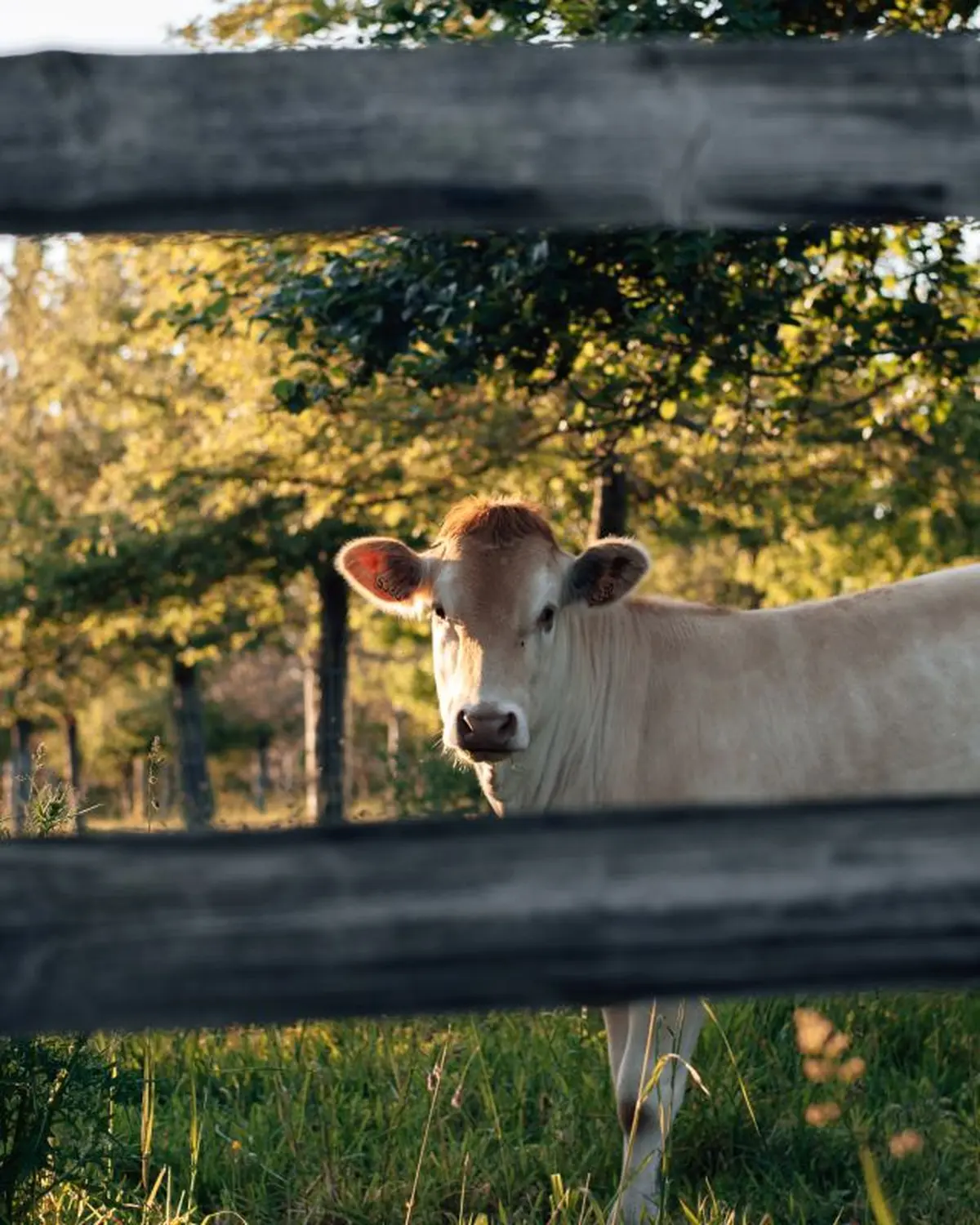 Les Incontournables de l'été au Manoir d'Apreval
