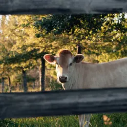 Les Incontournables de l'été au Manoir d'Apreval