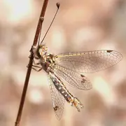 Les insectes du coussoul