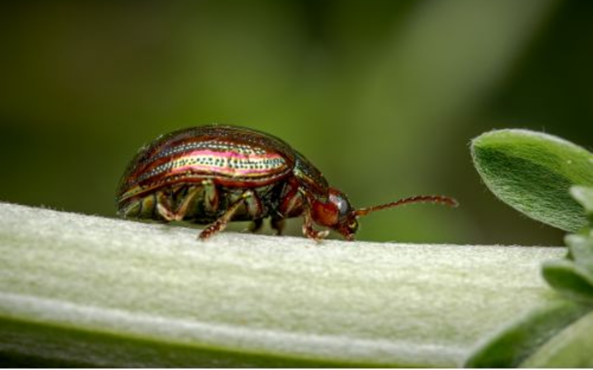 Chrysomèle du romarin
