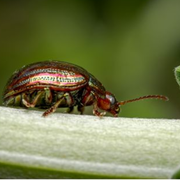Les insectes, qui sont ils ?