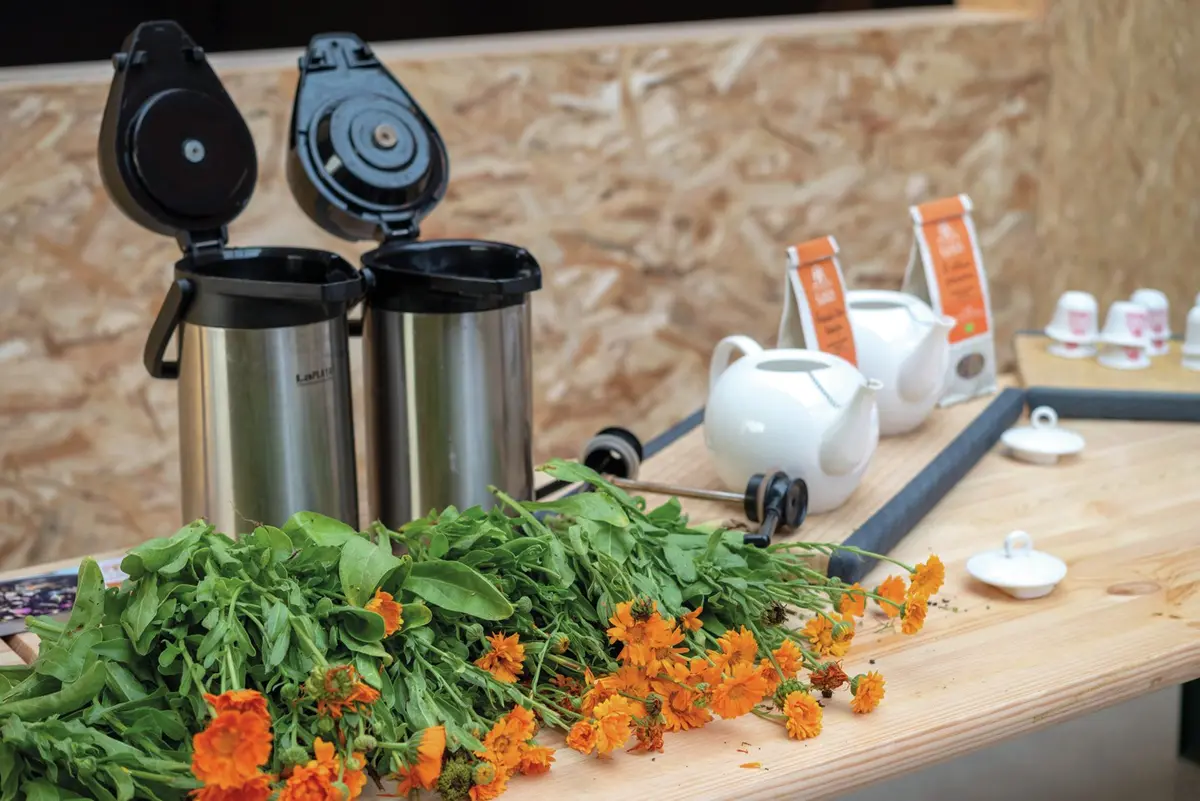 Les fleurs fraîches de calendula, tout juste récoltées