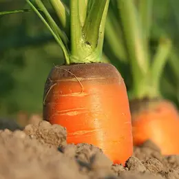 Les Jardins partagés par Saint Avive le Jardin'gue