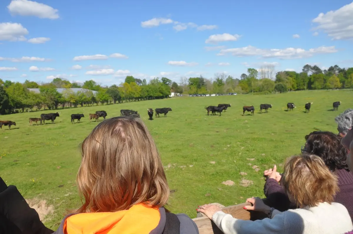 Les jeudis Gascons à la Ganadéria de Buros