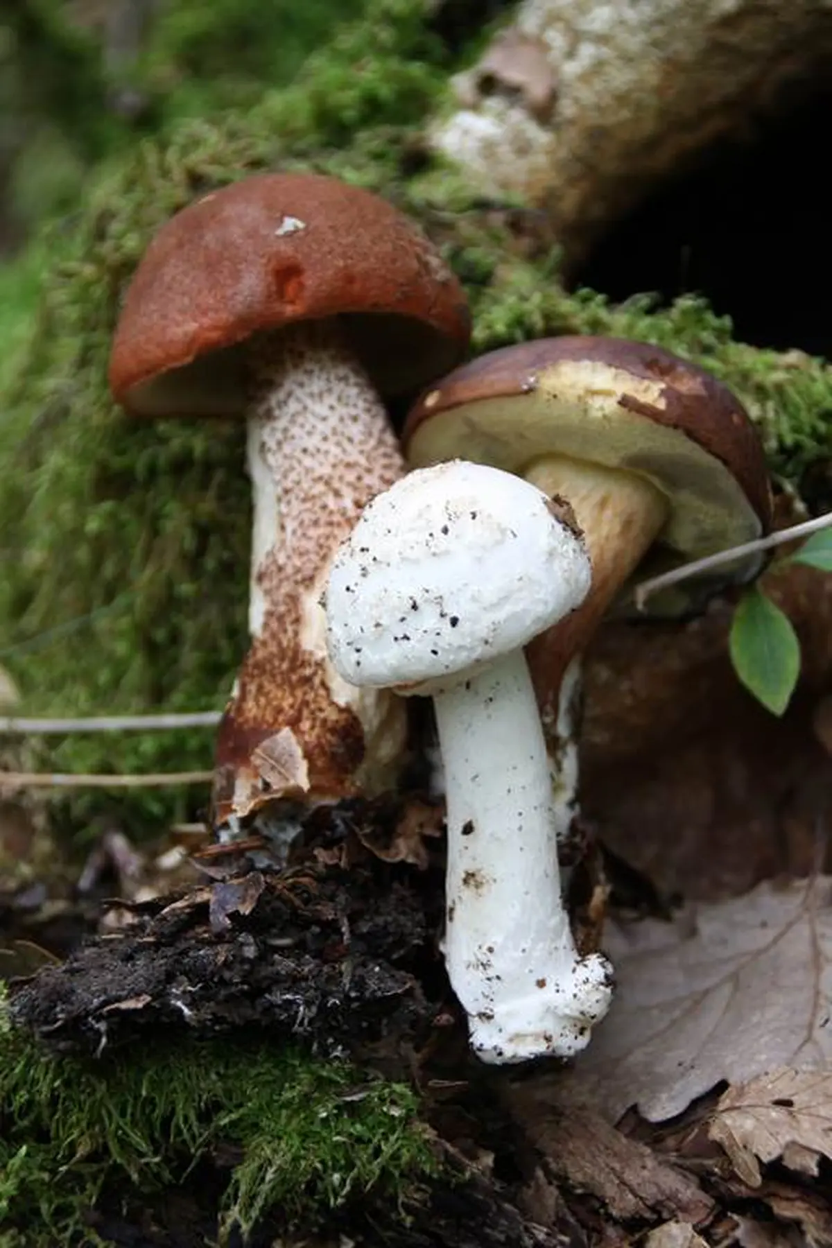 Les Journées Champignons