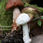 Les Journées Champignons