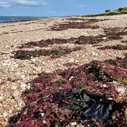 Les laisses de mer et leurs trésors à Donville-les-Bains