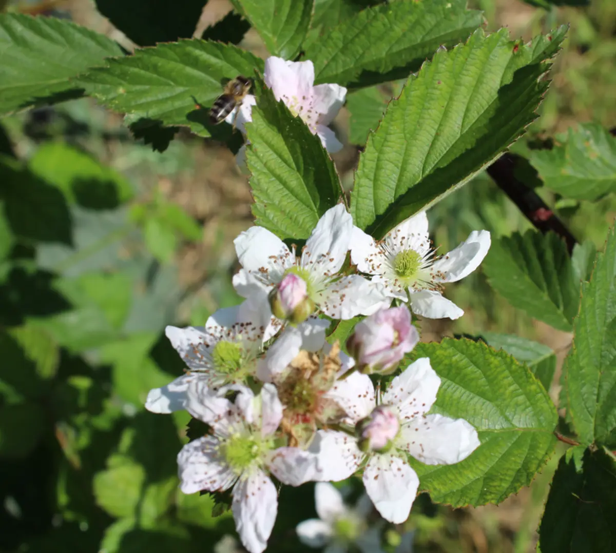 Les Lambesc'apades : Découverte de la Ferme de Cabrières