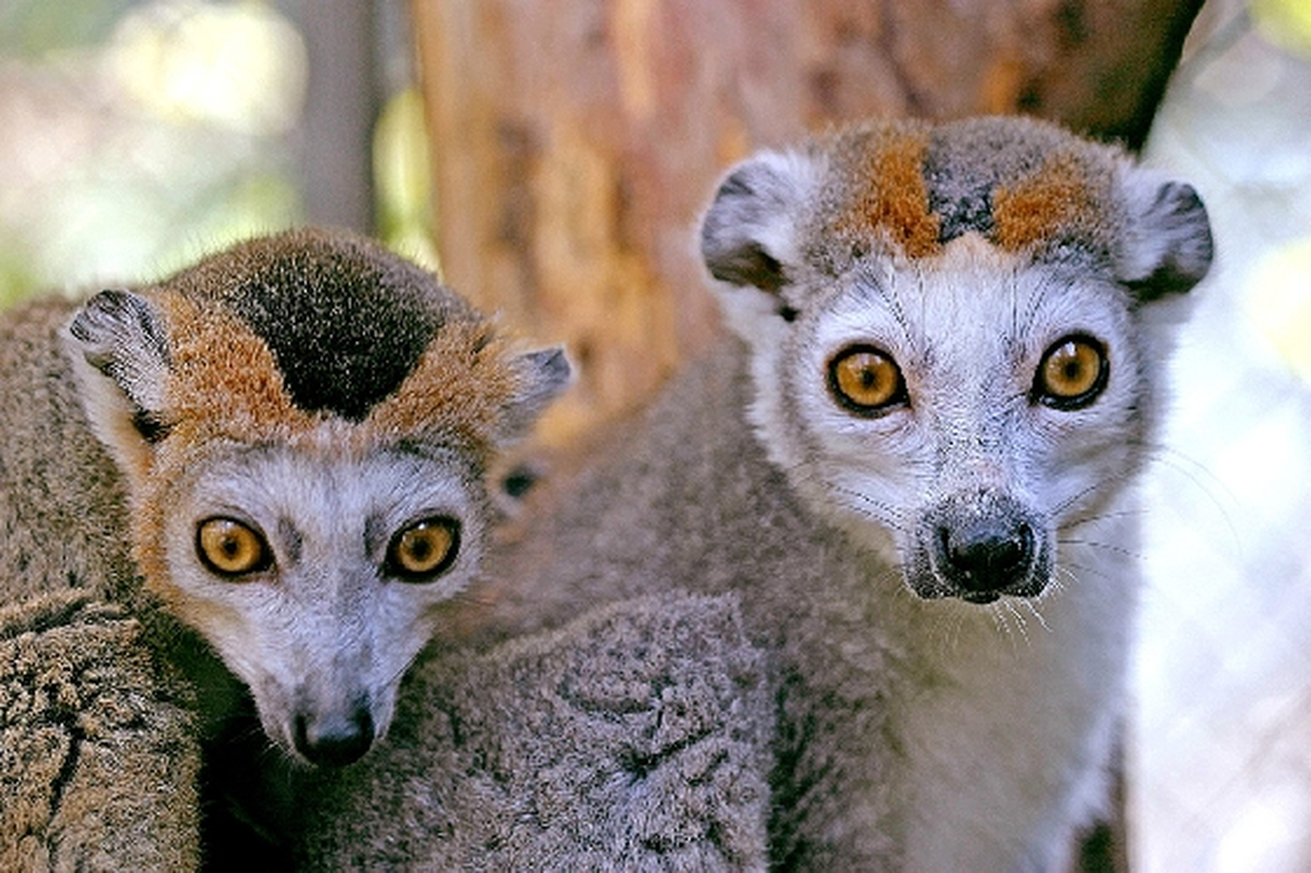 Les lemuriens-au-zoo de Mulhouse