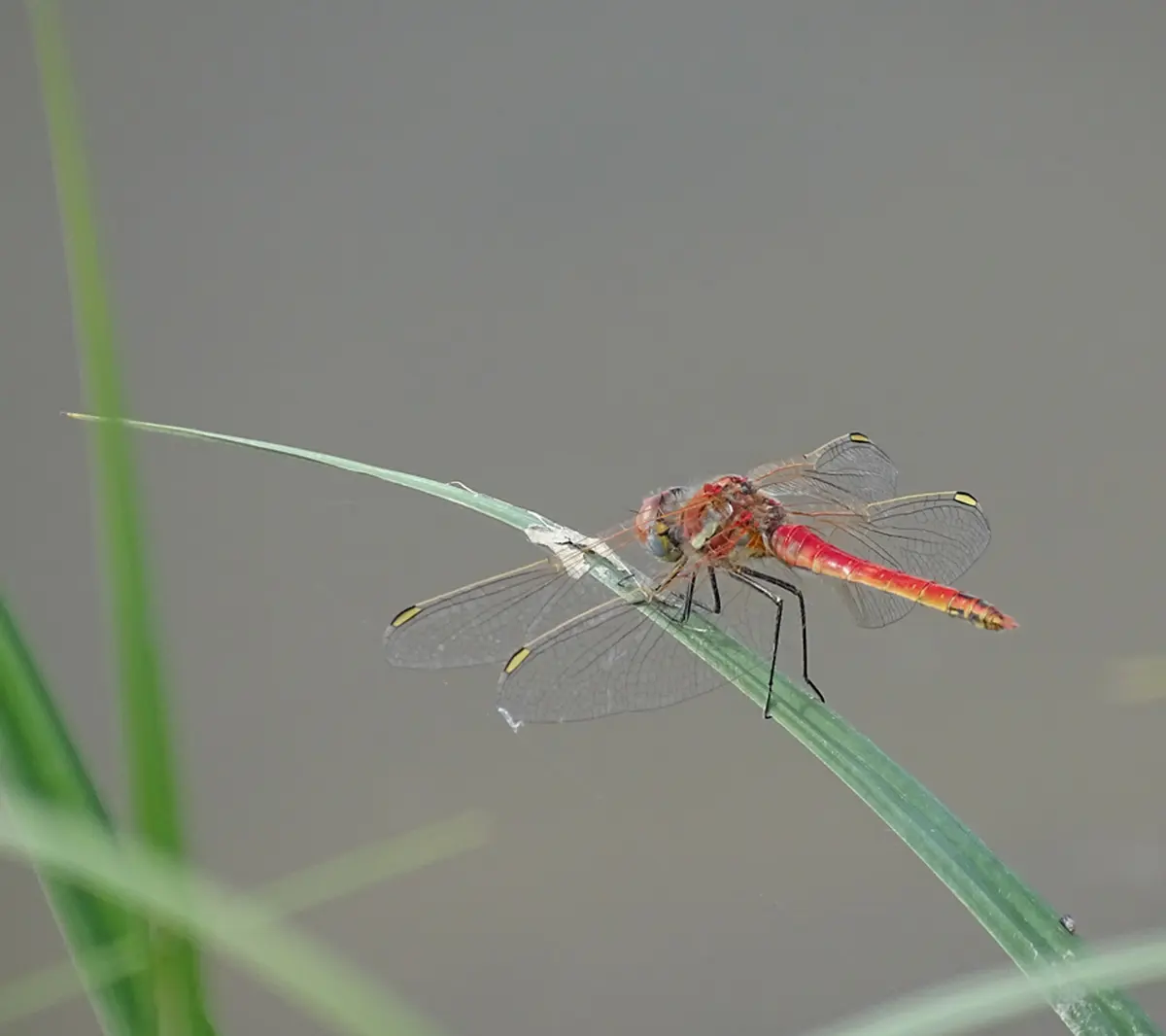 Les libellules du bocage