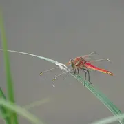 Les libellules du bocage