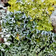 Les lichens et la santé