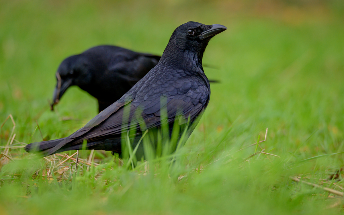 07_Frederic_Combeau_-_Corneille_noire_Corvus_corone