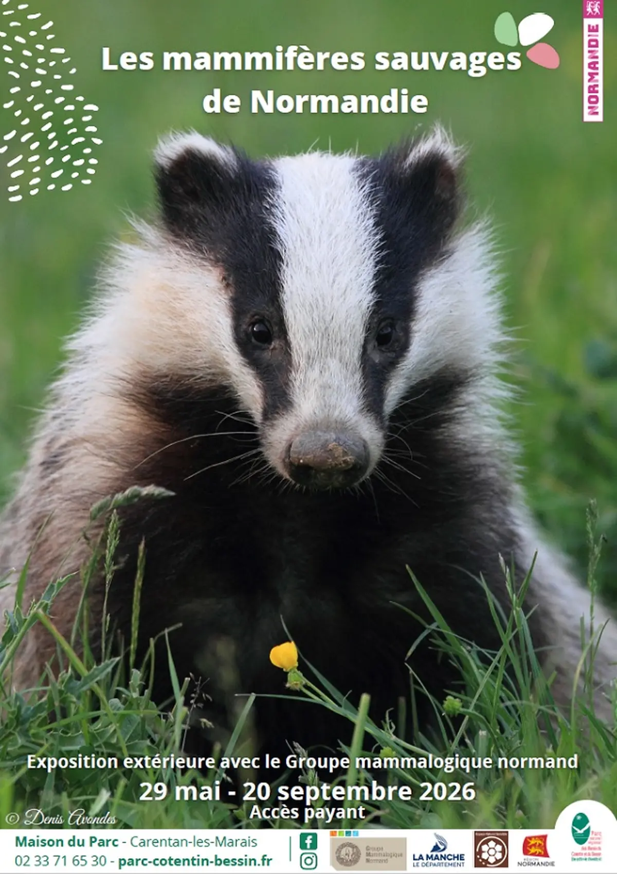 Les mammifères sauvages de Normandie