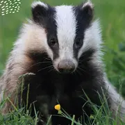 Les mammifères sauvages de Normandie