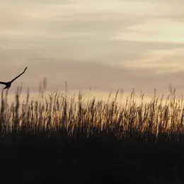 Les marais à l'aurore
