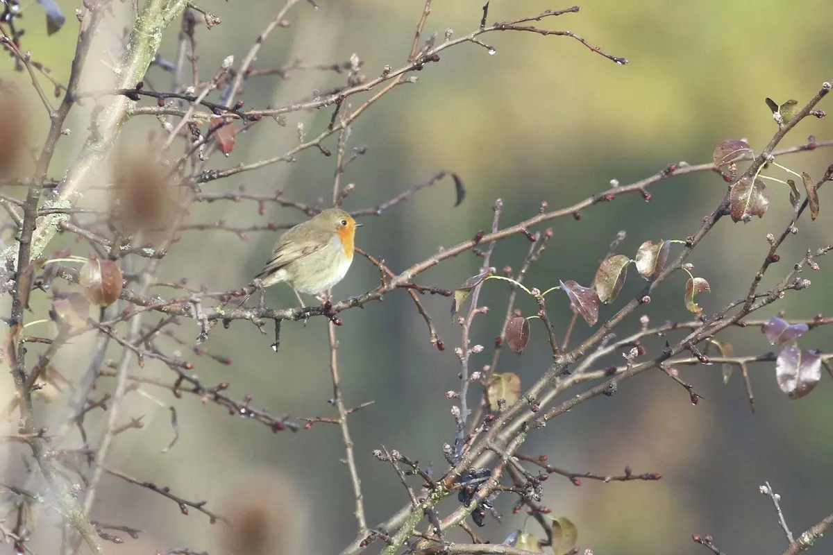 Un rouge-gorge dans le parc
