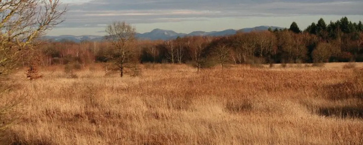 Les landes du Rothmoos