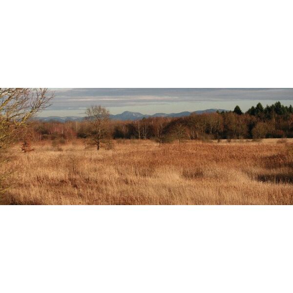 Les marais et landes du Rothmoos