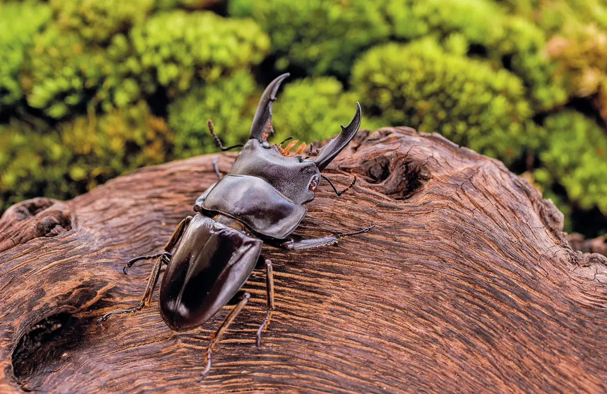 Un lucane cerf-volant à voir dans le parc
