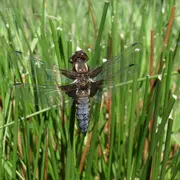 Les marais et leur biodiversité