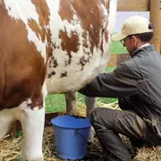 Les mardis à la Ferme du Lion d'Or