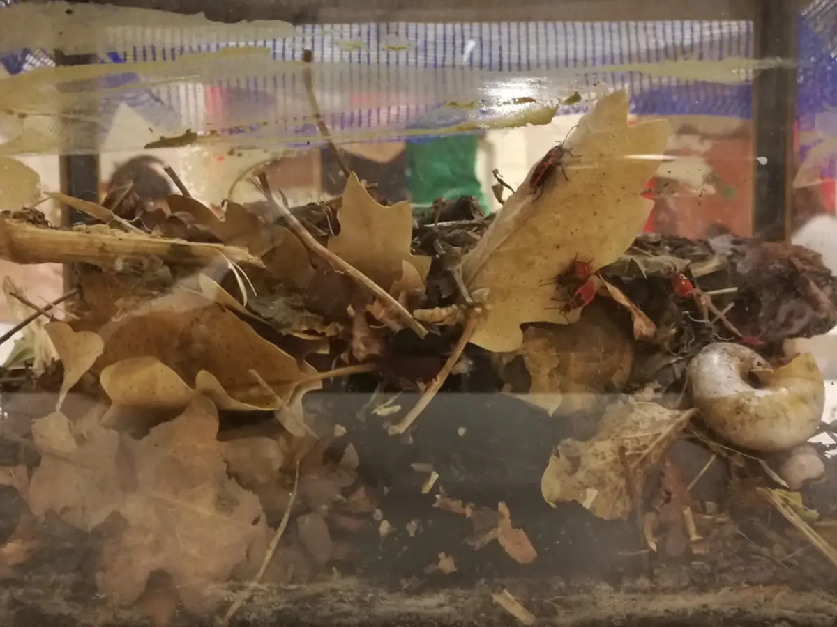 Les mercredis de l'Agora