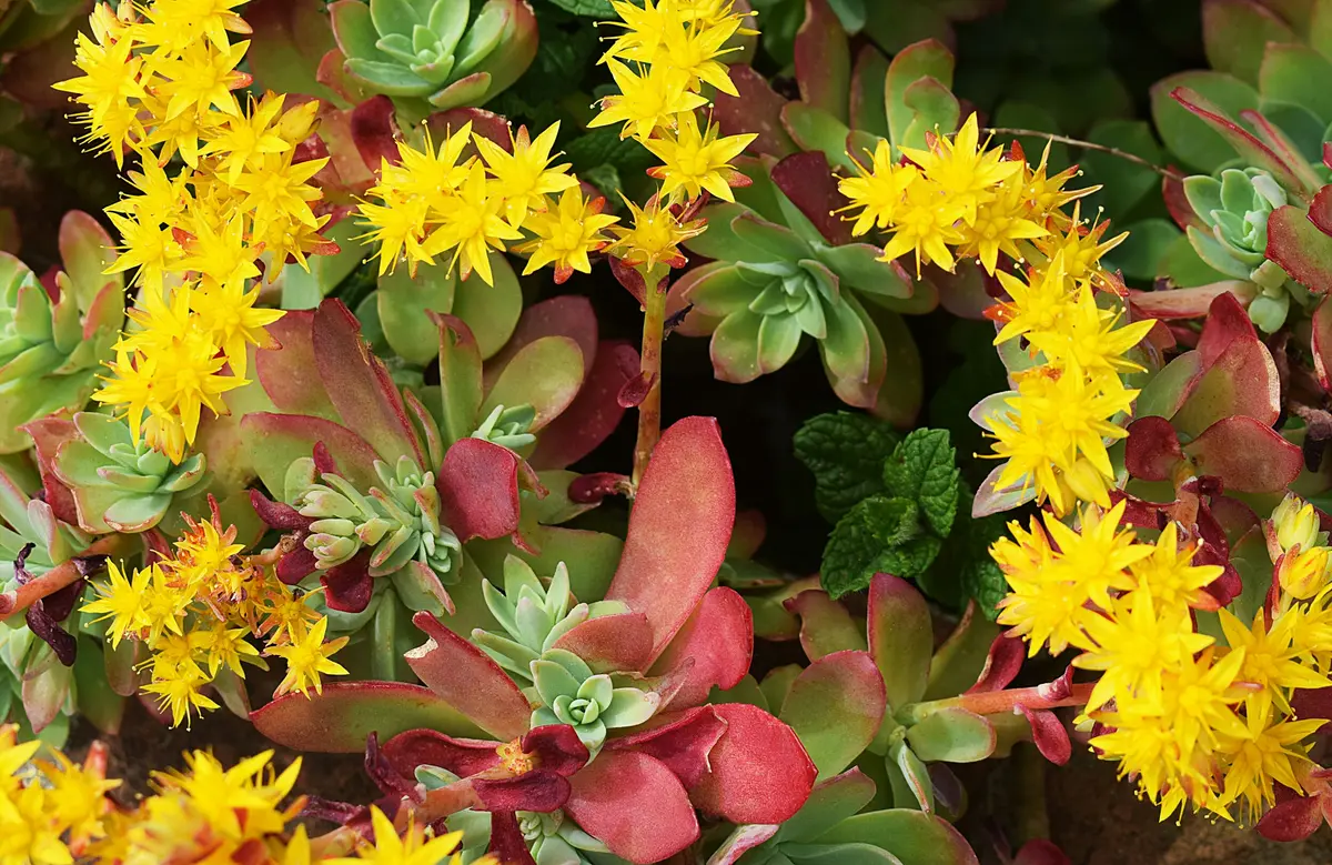 Les Mercredis du Nuage - Naja Bendix