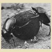 Les merveilleux souvenirs de Jean-Henri Fabre - film documentaire