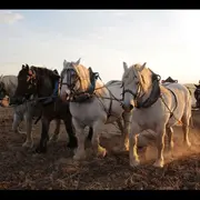 Les nuits de la lecture : Projection Trait de vie