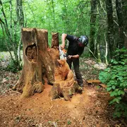 Les Nuits des Forêts au Bois Henrys