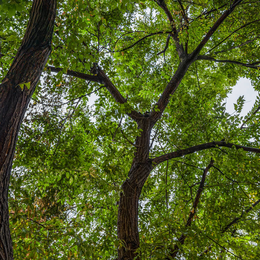 Les Nuits des forêts au Parc National de Saint Cloud