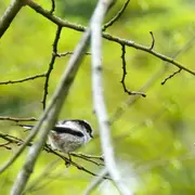 Les oiseaux à l'aube