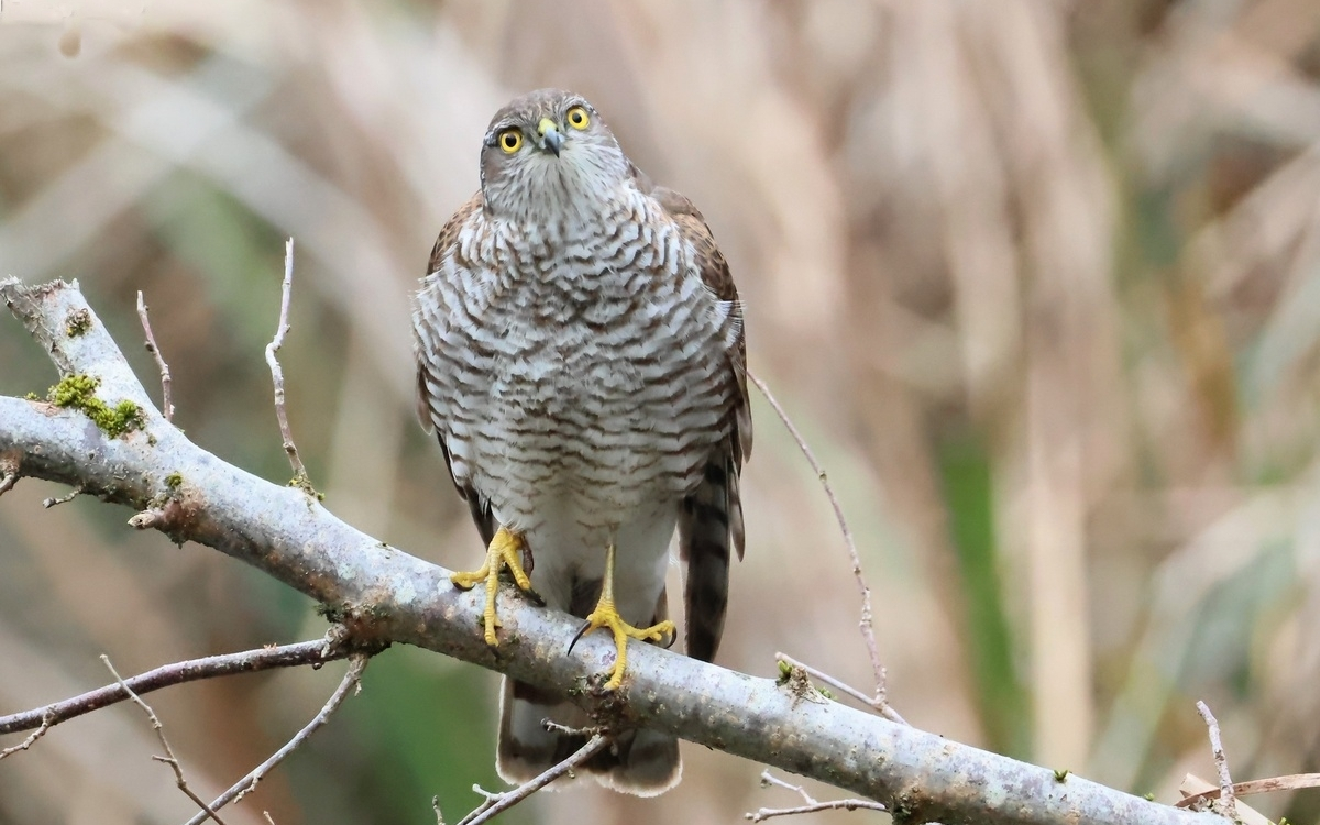Les oiseaux à Paris : quelles évolutions?