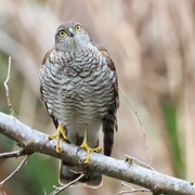 Les oiseaux à Paris : quelles évolutions?