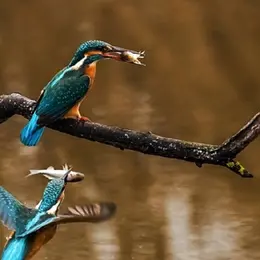 Les oiseaux aquatiques