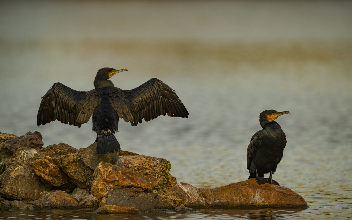 11 08 oiseaux Daumesnil_-_Lumieres_dAutomne_Grand_Cormoran_Phalacrocorax_carbo_-_Frederic_Combeau
