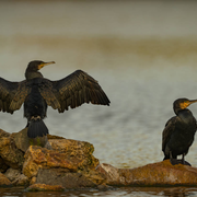 Les oiseaux au lac des Minimes