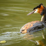 Les oiseaux au lac des Minimes