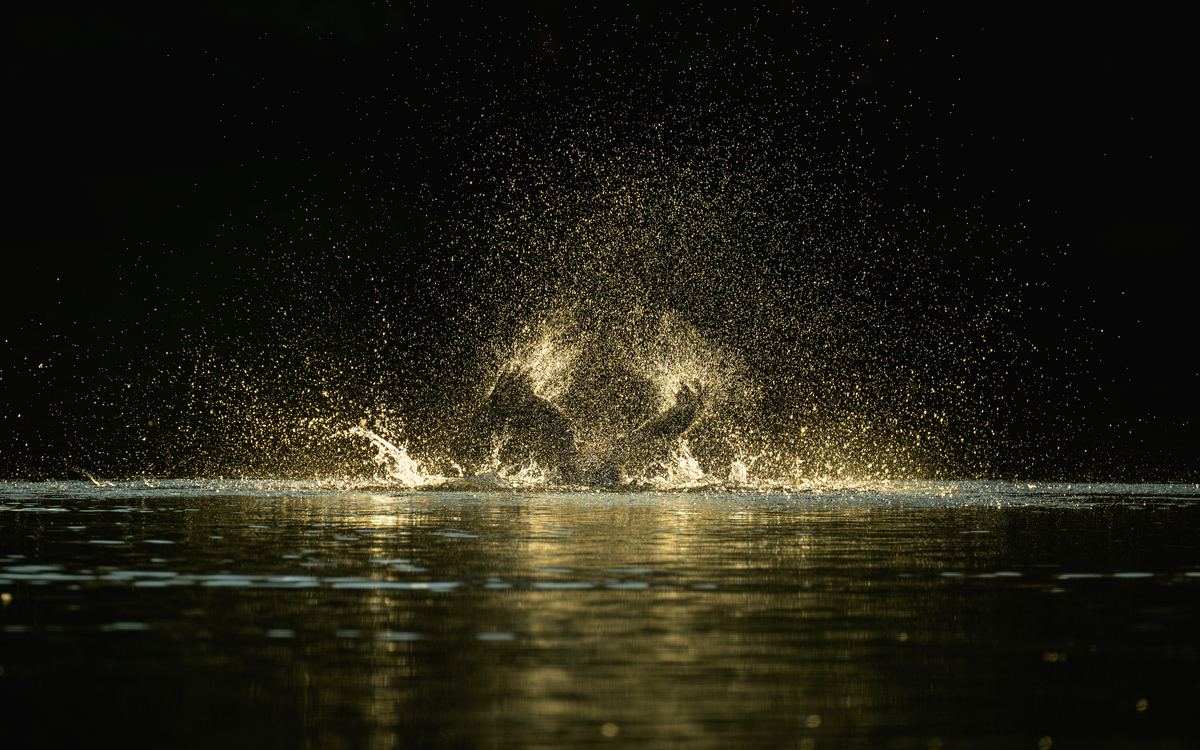 21 07 Minimes_-_Grand_Cormoran_Phalacrocorax_carbo_-_Frederic_Combeau
