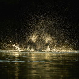 Les oiseaux au lac des Minimes
