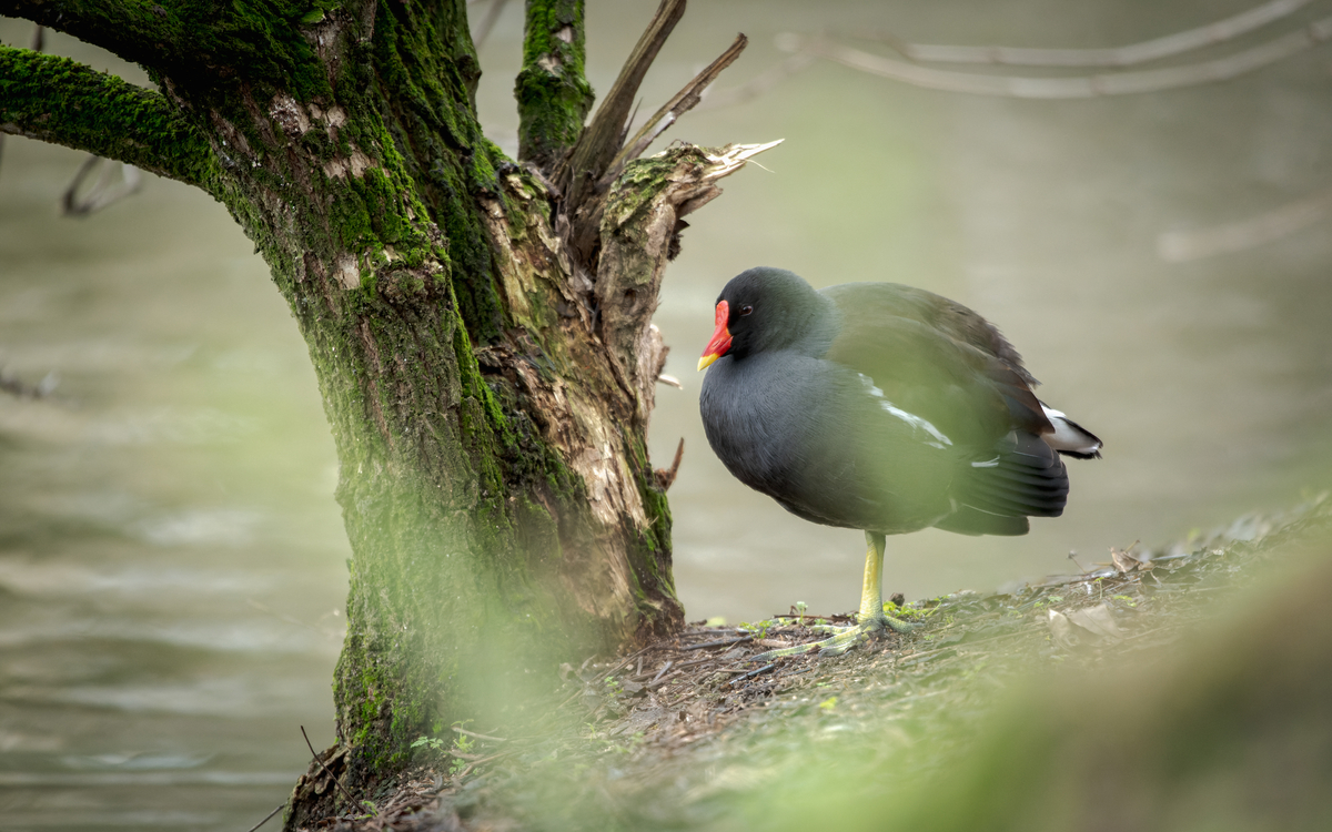 31 07 oiseaux Montsouris_-_Frederic_Combeau_-_Oiseaux_parcs_de_Paris_Poule_deau