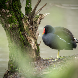 Les oiseaux au parc Montsouris