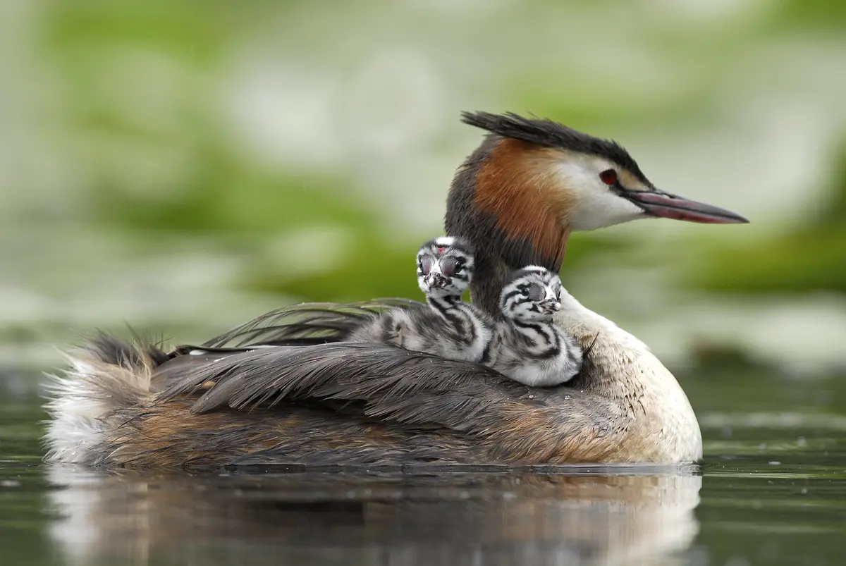 Les oiseaux d'eau du Domaine du Plessis