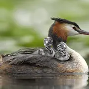 Les oiseaux d'eau du Domaine du Plessis